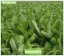 CHICORY